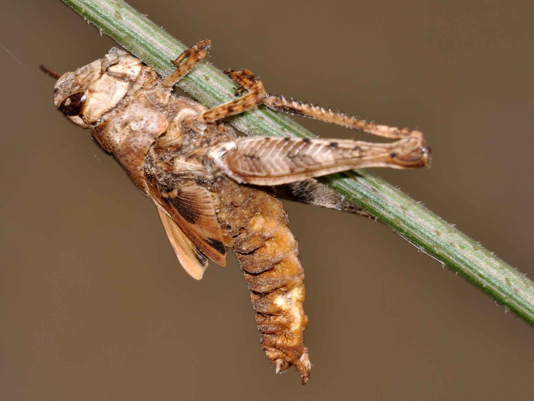Orthoptera parassitati da miceti?